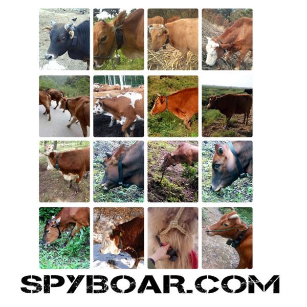 GPS S-10 тракер за кози, крави, коне и диви животни